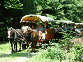 Alle Planwagen im Einsatz