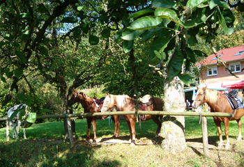 Reiten im Odenwald